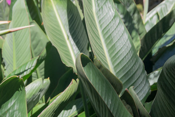 green leaves of a tropical plant