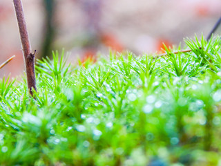 green grass with water drops
