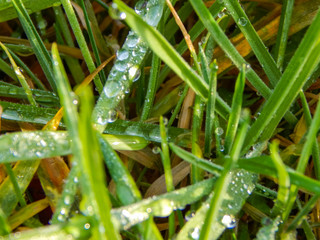 dew on grass