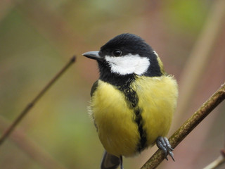 Kleiner Vogel sitzt im Wald auf Blättern im Herbst
