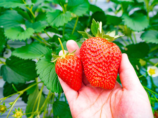 女性の手に乗ったいちご　紅ほっぺの大きさ