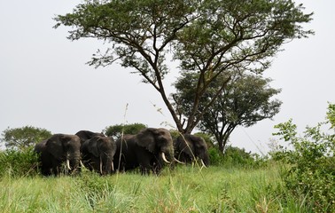 African elephants, Queen Elizabeth National Park, Uganda