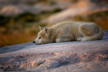 Greenland dog puppy in sunset