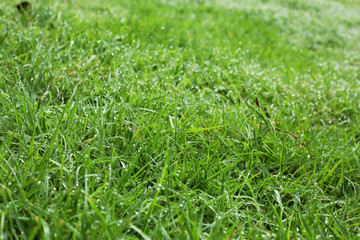 water dew drop on green grass garden