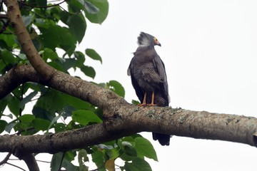 African harrier-hawk, Queen Elizabeth National Park, Uganda