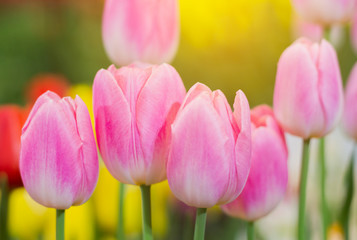 Close up, Pink tulips are blooming beautifully in the natural gardens on a soft sunlight day. Tulip Flowers of Love