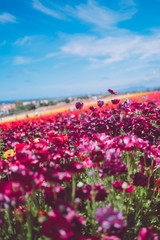 Obraz premium Beautiful flower sea in Carlsbad, USA