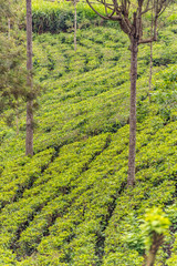 Tea Factory in tea plantation near Haputale. Sri Lanka.