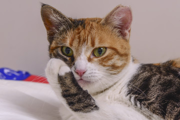 Cute cat in orange and white color