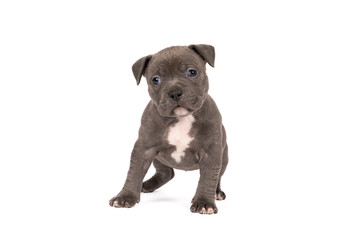 Fototapeta premium Purebred American Bully or Bulldog pup with blue and white fur standing looking at the camera isolated on a white background