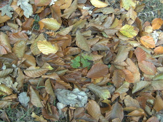autumn leaves