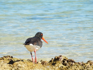 Huîtrier sur la plage