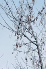 The branches in the snow in winter landscape