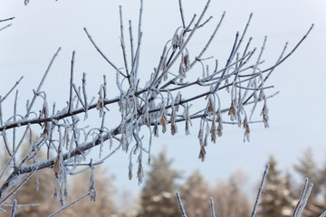 Fototapeta na wymiar The branches in the snow in winter landscape