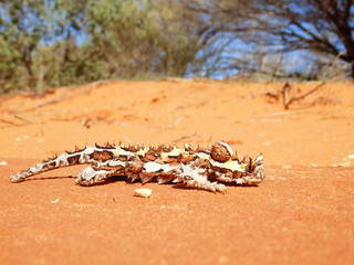 Lézard cornu desert