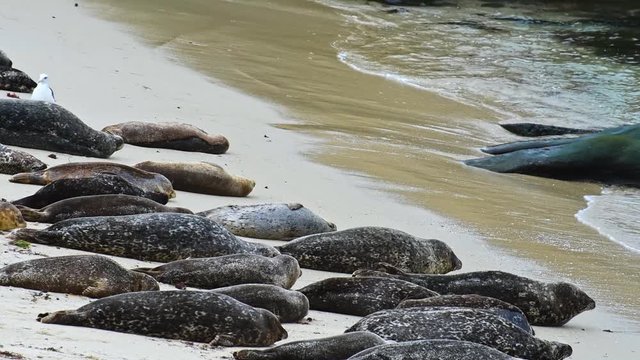 Crowd of seal lazy sleeping and crawling on the beach