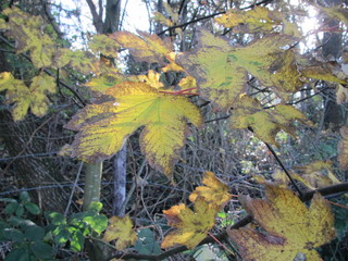 autumn in park