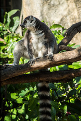 Lemur / Lemur are on the tree