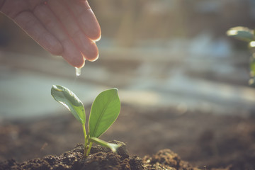 People are planting trees Growth,Watering plants and planting trees