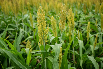 Millet plantations in the field. Millet field. Sorghum field. 