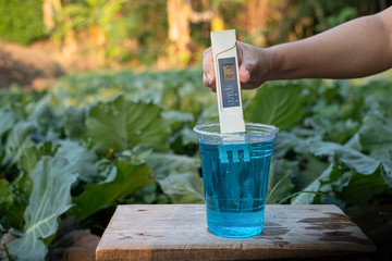 Measure liquid fertilizer in a cup with digital EC TDS meter at Lettuce plants background