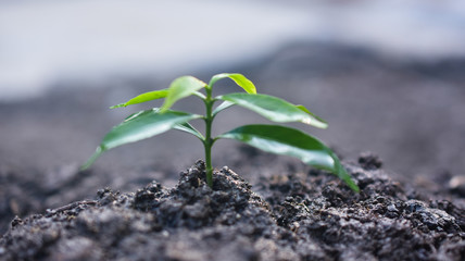 People are planting trees Growth,Watering plants and planting trees