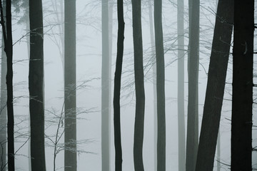 The detail of trunks of part of the beech forest during the foggy dark morning with hoarfrost on...