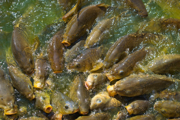 Peces en estanque