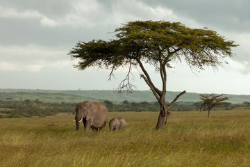 Fototapeta premium family of elephants on the savannah