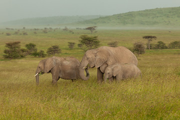 family of elephants on the savannah