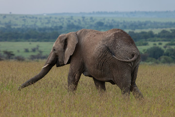 Naklejka na ściany i meble an elephant on the savannah