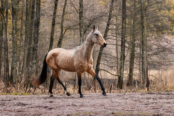 Obraz na płótnie Canvas Elegant buckskin akhal teke breed mare running in trot in the field near trees. Animal in motion.