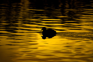 Blässhuhn im Abendlicht mit Spiegelung