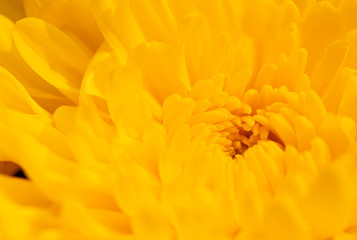 A close up of center of yellow flower with more petal overlap