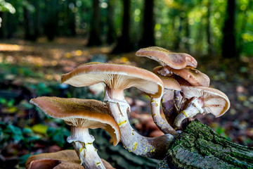 Fototapeta premium mushrooms in forest