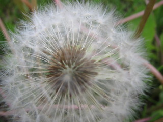 close up of dandelion on black background