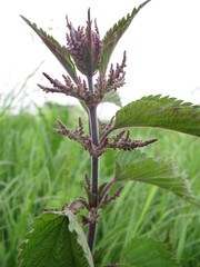 nettle close up