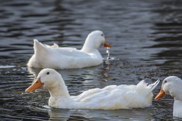 white duck swims in a pond, close-up