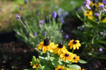 ある休憩所の花1