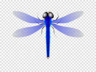 Color, realistic vector illustration of a dragonfly with transparent wings on a transparent background.