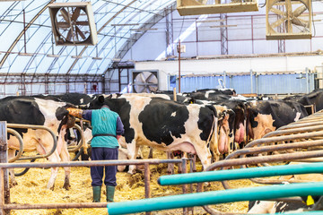 Livestock veterinarian at help of a compact device performs rectal ultrasound diagnostics in a...