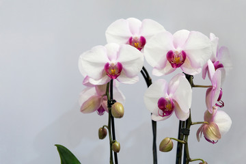 Orchidee, Orchideenzweige, zweifarbig