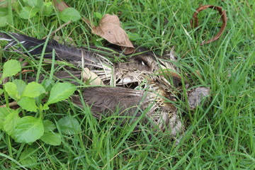 Carcass of bird that die a long time ago