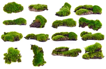 Tuinposter Green moss isolated on white bakground © yingtustocker