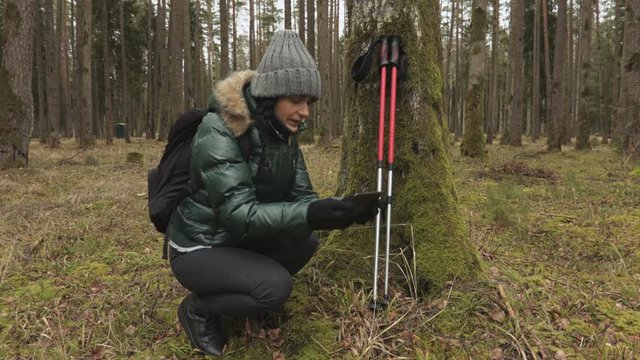Woman hiker with backpack and trekking sticks taking pictures on smartphone in forest