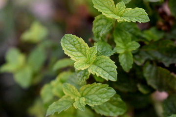 Fototapeta na wymiar fresh mint leaves in the garden