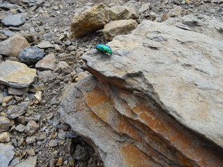 beetle on rock