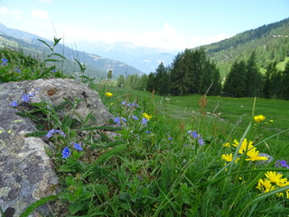 meadow with flowers