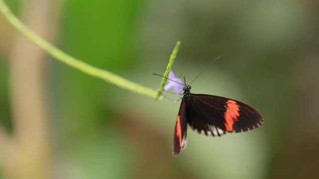 beautiful tropical small postman butterfly on green tropical plants, slow motion, butterfly flying and moving wings