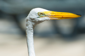 Portrait of  a white egret with big long yellow beak. Close up